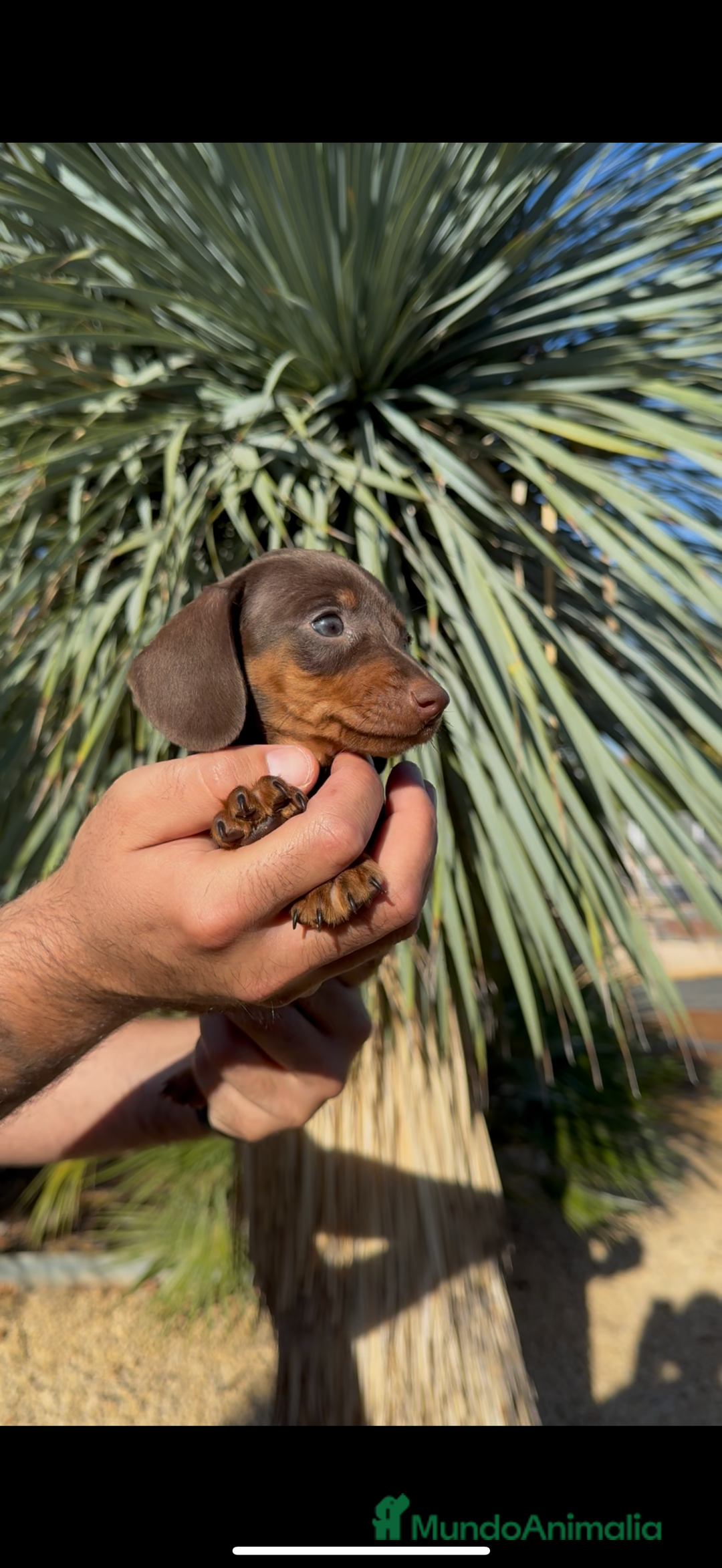 Teckel perros en venta: DULZURA DE TECKEL KANINCHEN  - Imagen 6