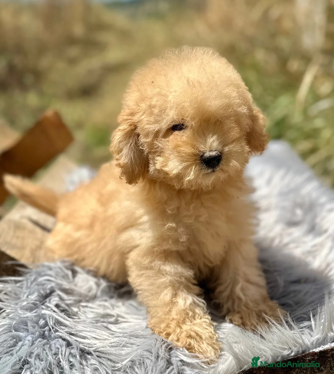 Caniche Toy perros en venta: Caniche apricot - Anuncio 2