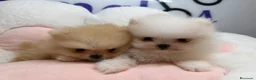 Pomerania perros en venta: POMERANIA - Anuncio 7