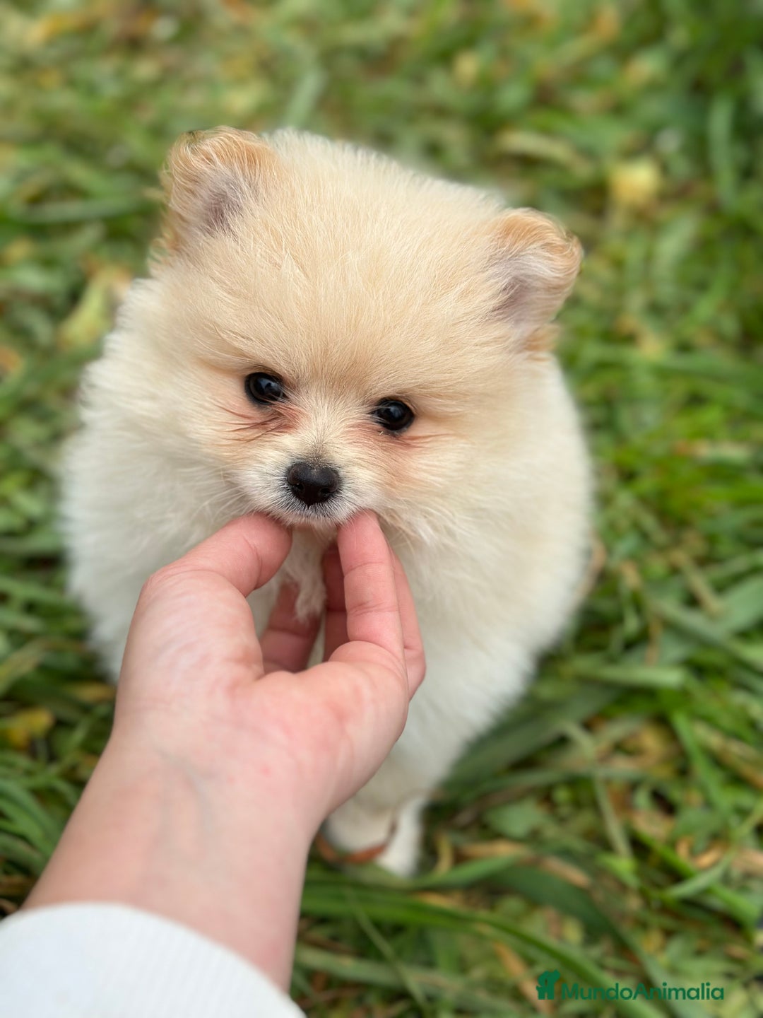 Pomerania perros en venta: POMERANIA TOY NACIONAL CREMA en Barcelona - Imagen 5