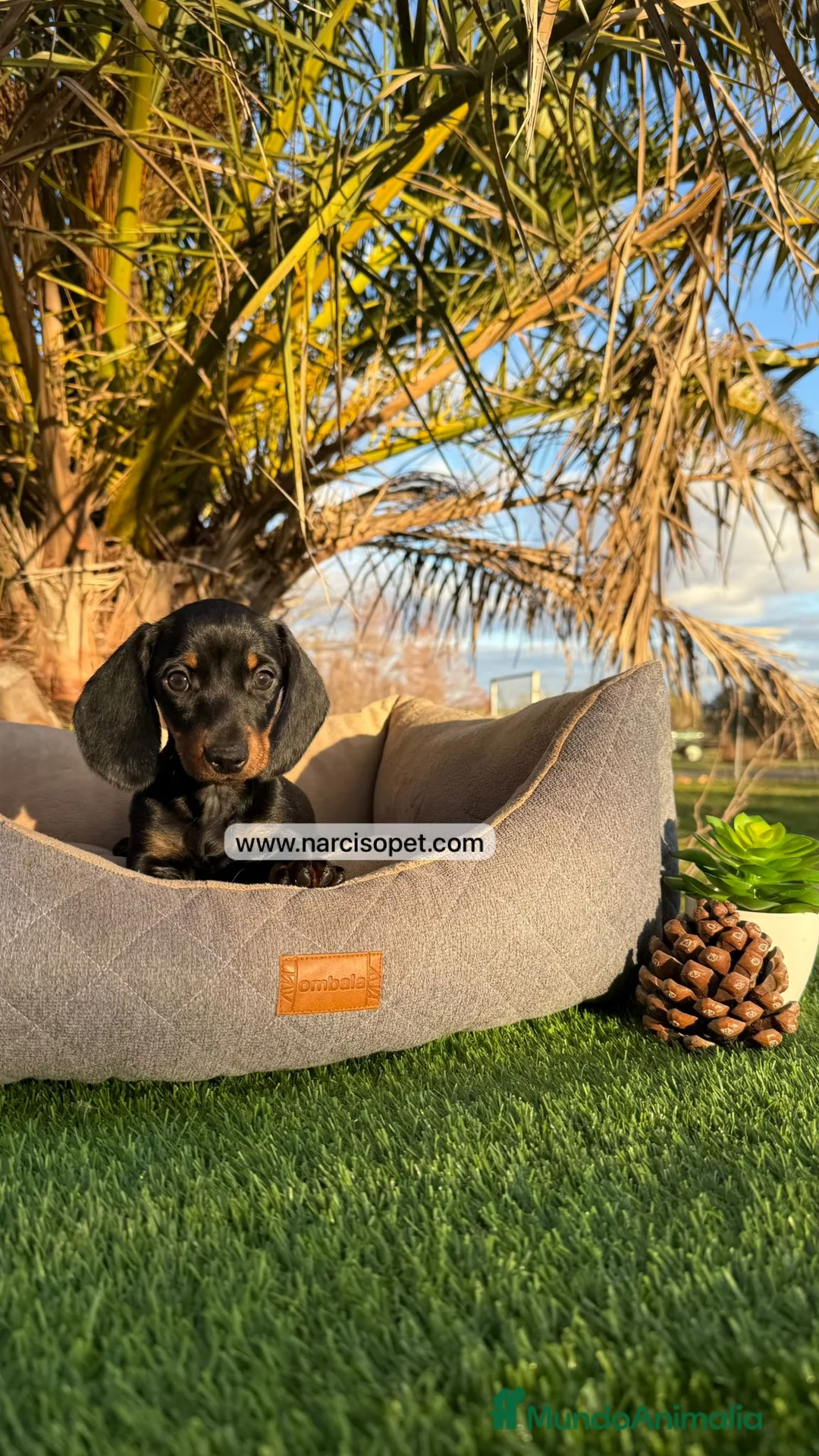 Teckel Miniatura perros en venta: EN VENTA TECKEL - Anuncio 6