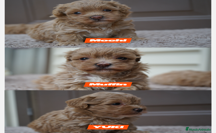 Maltipoo perros - Propaganda 1