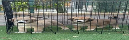 Pastor de Asia Central perros en venta: Disponible pareja Alabai  - Anuncio 3
