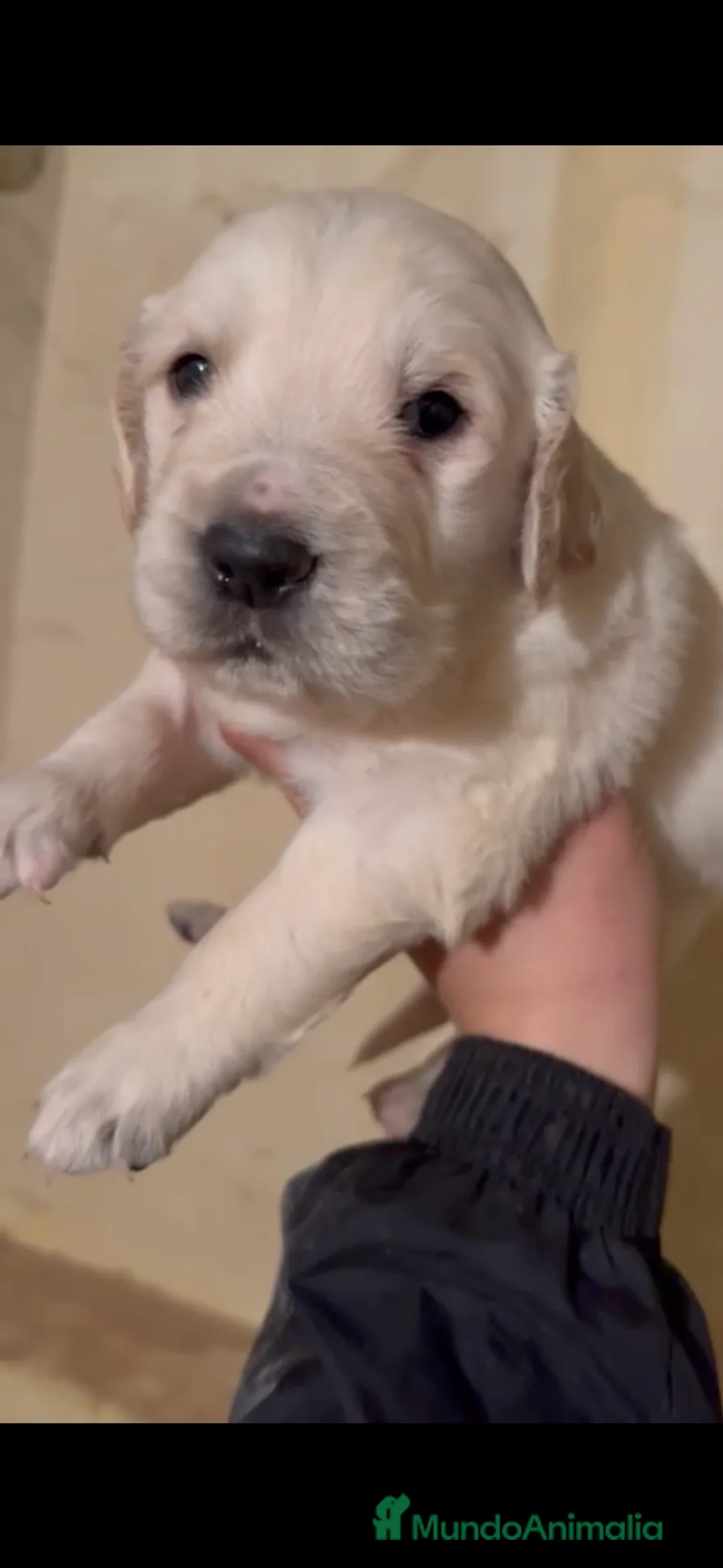 Golden Retriever perros en venta: Espectacular camada de golden retriever  - Anuncio 1