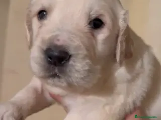 Golden Retriever perros Espectacular camada de golden retriever - Anuncio 2