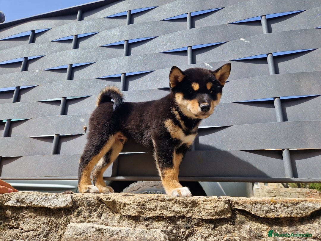 Shiba Inu perros en venta: Shiba Inu en Ávila - Imagen 4