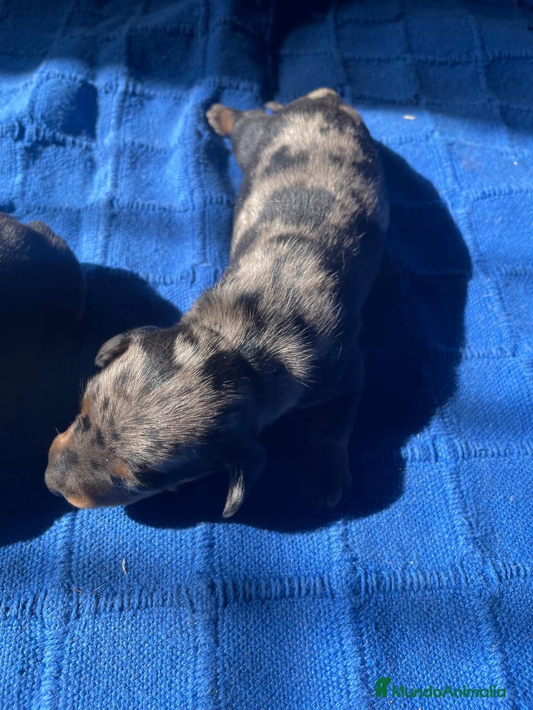 Teckel Miniatura perros en venta: teckel miniatura  - Anuncio 1