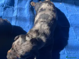 Teckel Miniatura perros teckel miniatura - Anuncio 2