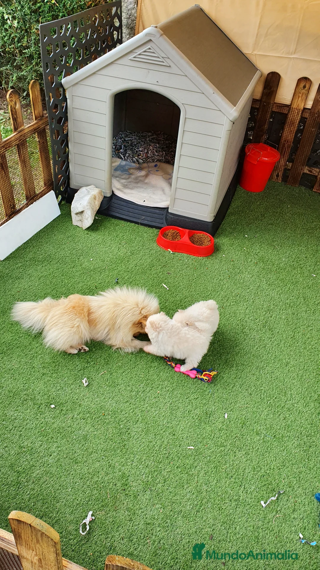 Pomerania perros en venta: POMERANIA  - Anuncio 2