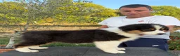 Pastor Australiano perros en venta:  Bahia de Txingudi Pastor Australiano  - Anuncio 6