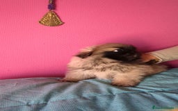 Pekinés perros en venta: Pekines imperial  - Imagen 1