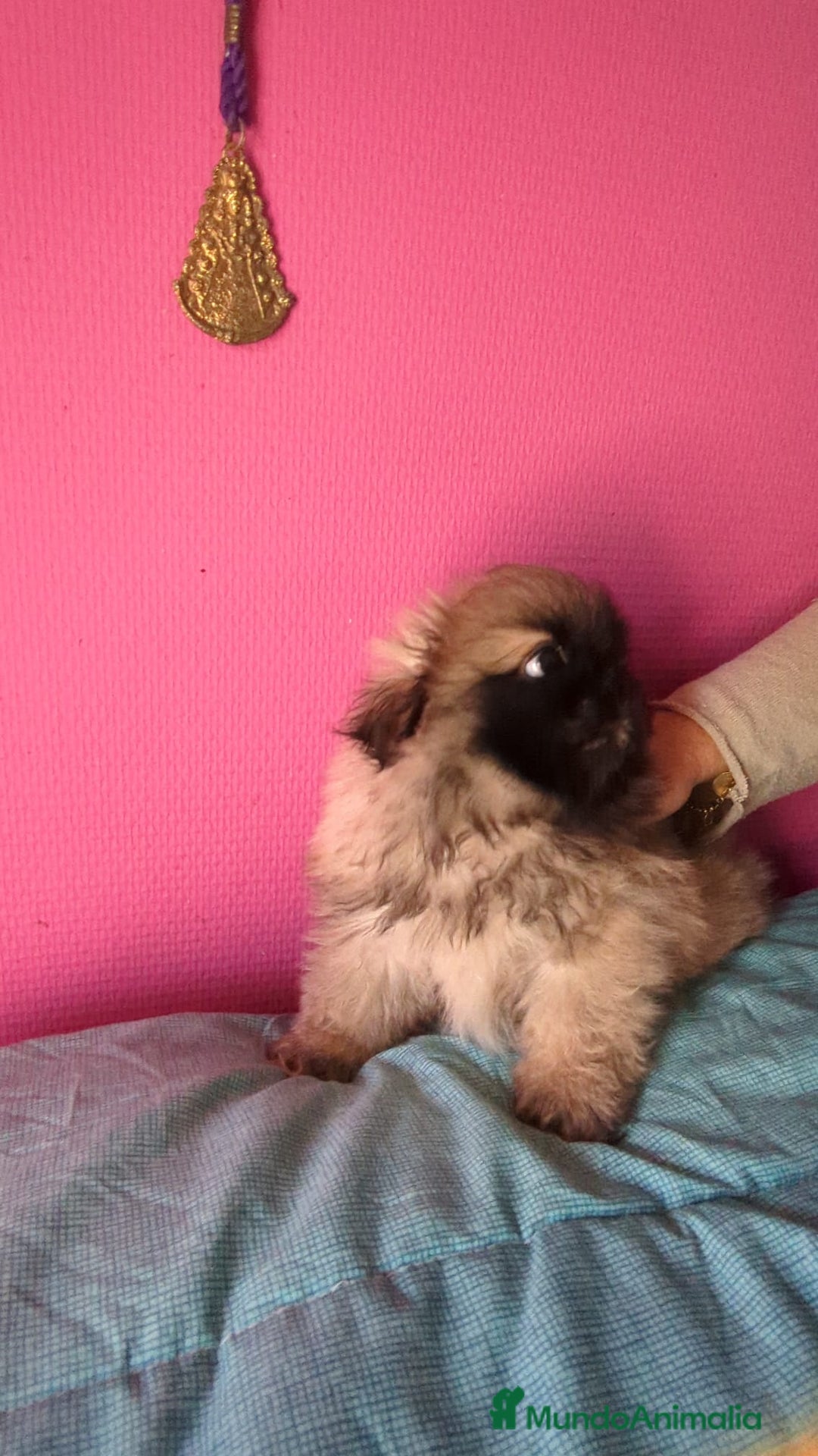 Pekinés perros en venta: Pekines imperial  - Imagen 1