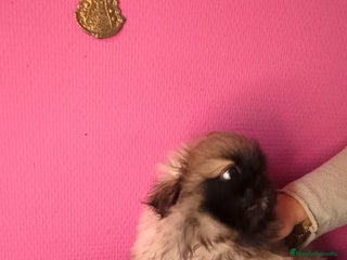 Pekinés perros - Anuncio 38