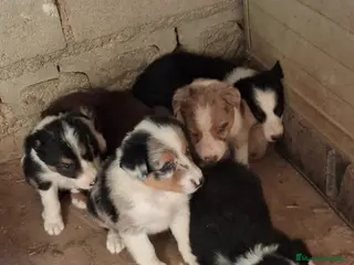 Border Collie perros Boder collie Getafe - Anuncio 1