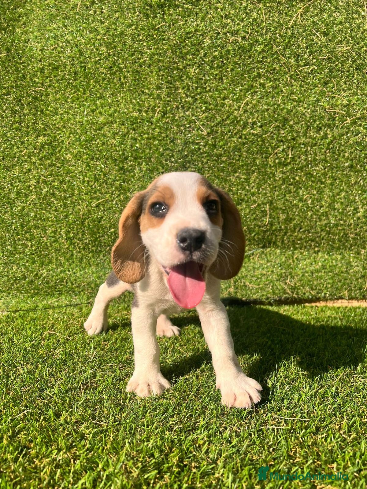 Beagle perros BEAGLE ////PUPIES  en Badajoz - Anuncio 3