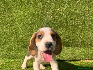Beagle perros BEAGLE ////PUPIES en Badajoz - Anuncio 34