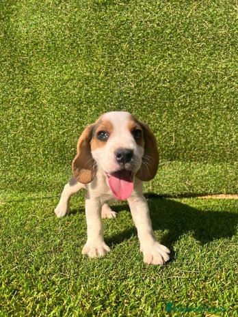 Beagle perros en Badajoz - Anuncio 11