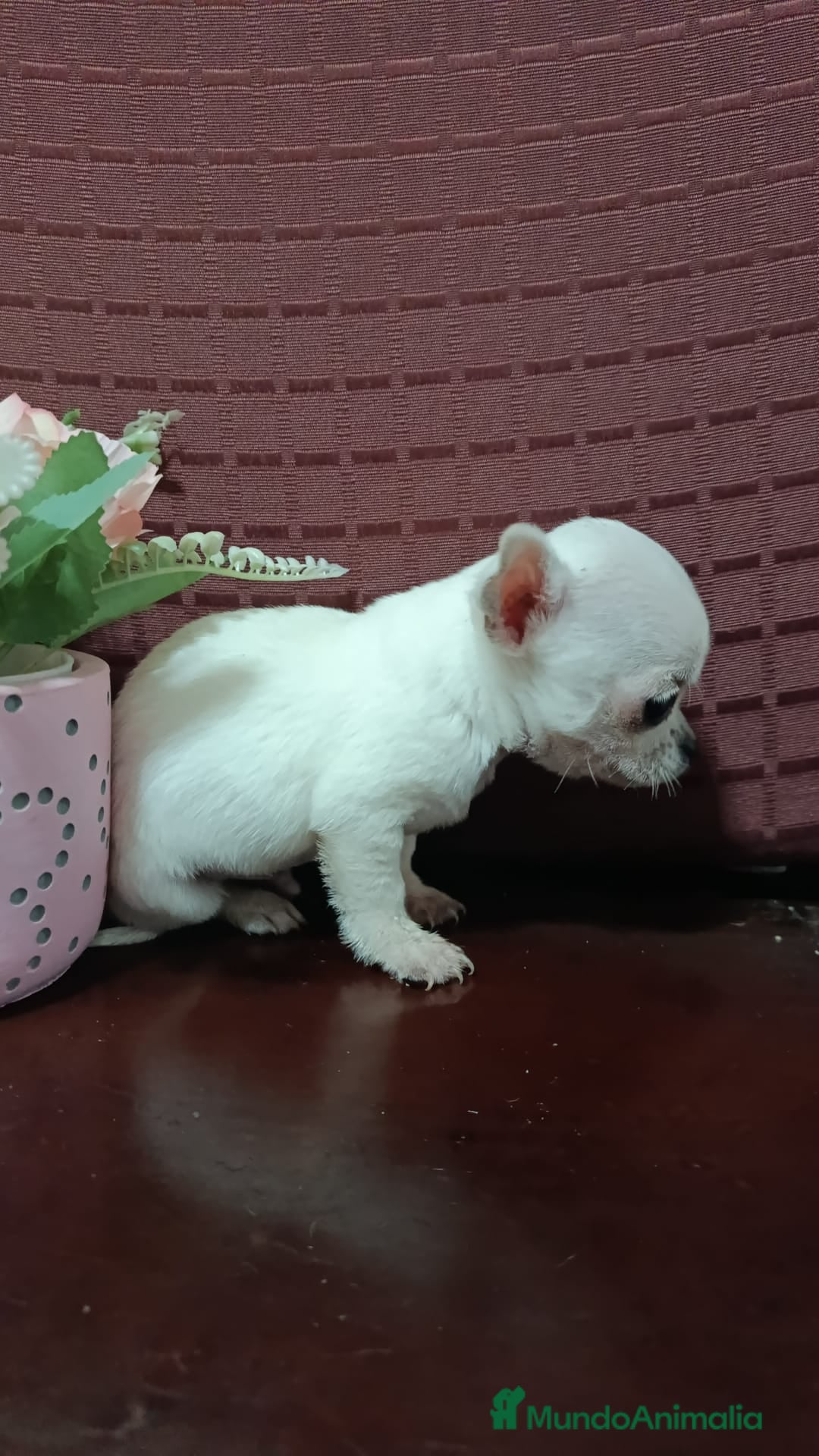 Chihuahua perros en venta: Chihuahuas Toy los de las fotos  - Anuncio 3