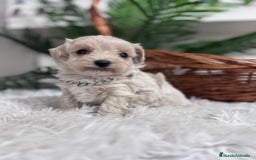 Maltipoo perros en venta: MALTIPOO MACHO - Anuncio 16