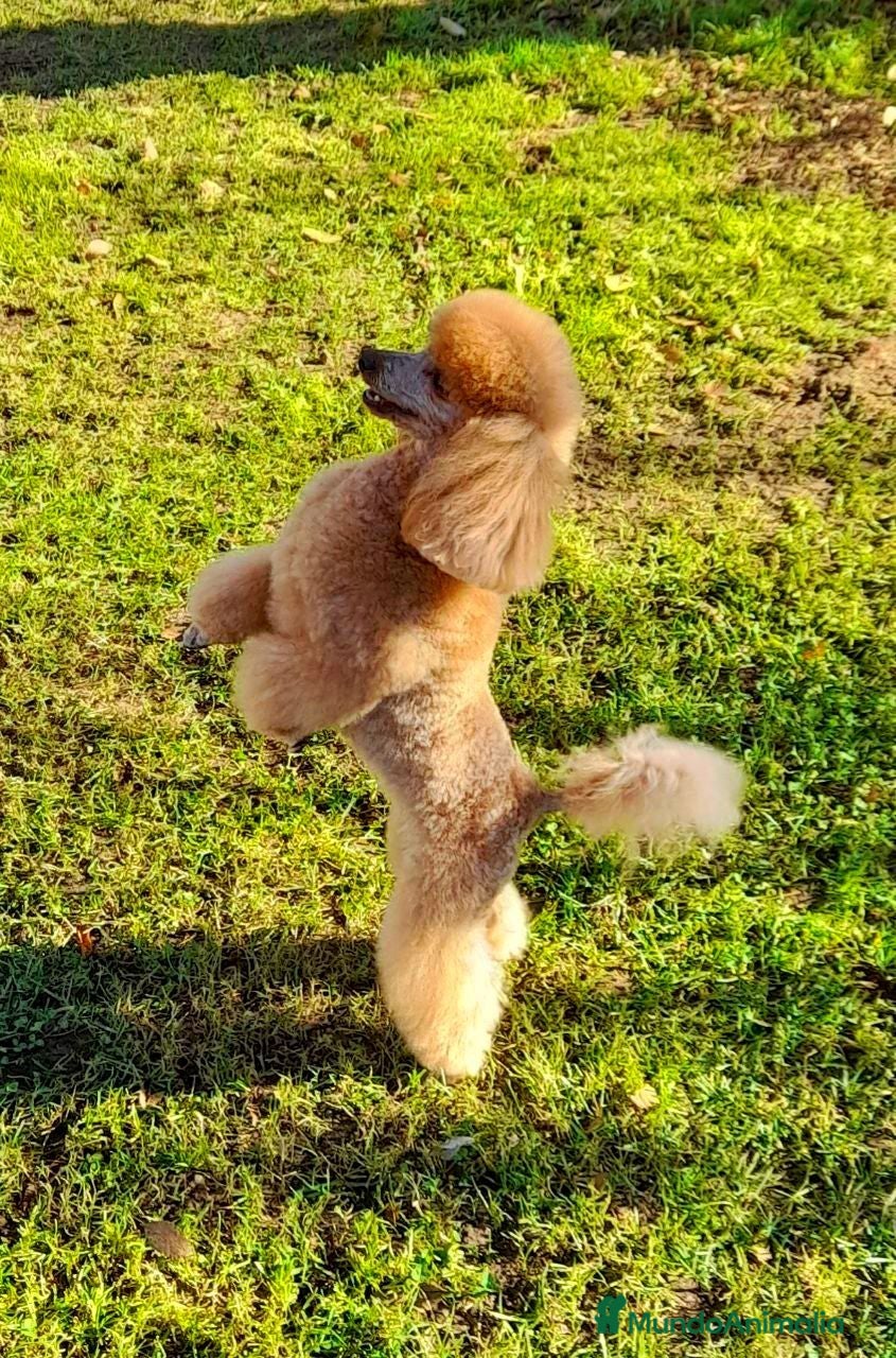 Caniche Toy perros Cachorro de Caniche Toy Leonado (Rojo/Apricot) - Anuncio 1