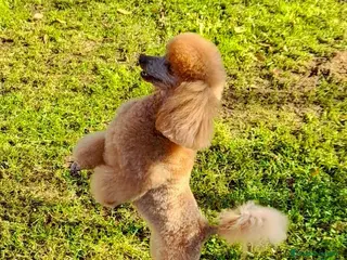 Caniche Toy perros Cachorro de Caniche Toy Leonado (Rojo/Apricot) - Anuncio 1
