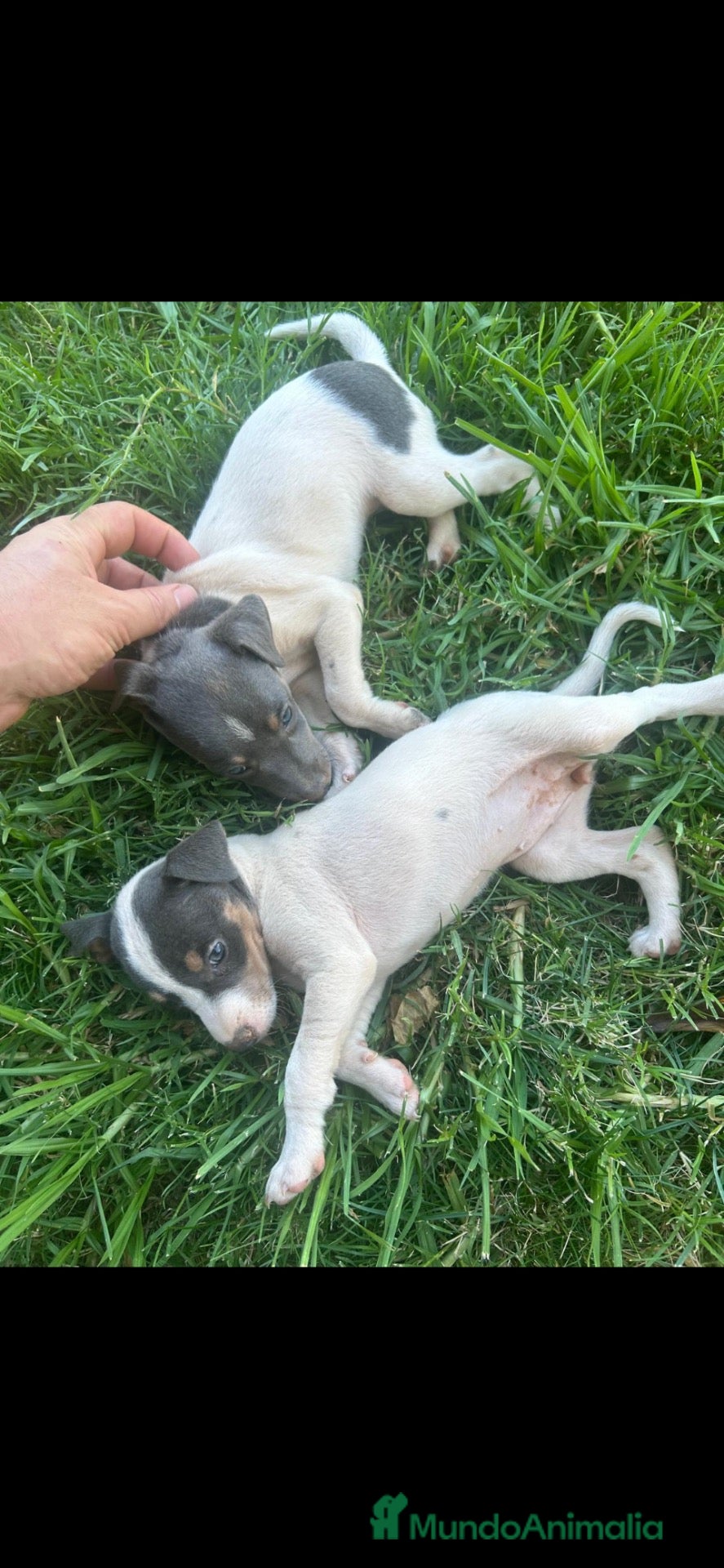 Ratonero Bodeguero Andaluz perros Bodeguero andaluz blue - Anuncio 2