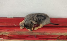 Pinscher Miniatura perros en venta: Hembra mini pinche  - Imagen 1