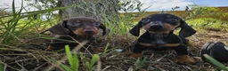 Teckel Miniatura perros en venta: Teckel kanichen precio real - Anuncio 5