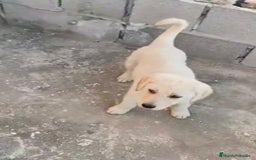 Labrador Retriever perros en venta: ULTIMOS LABRADOR RETRIEVER  - Imagen 1