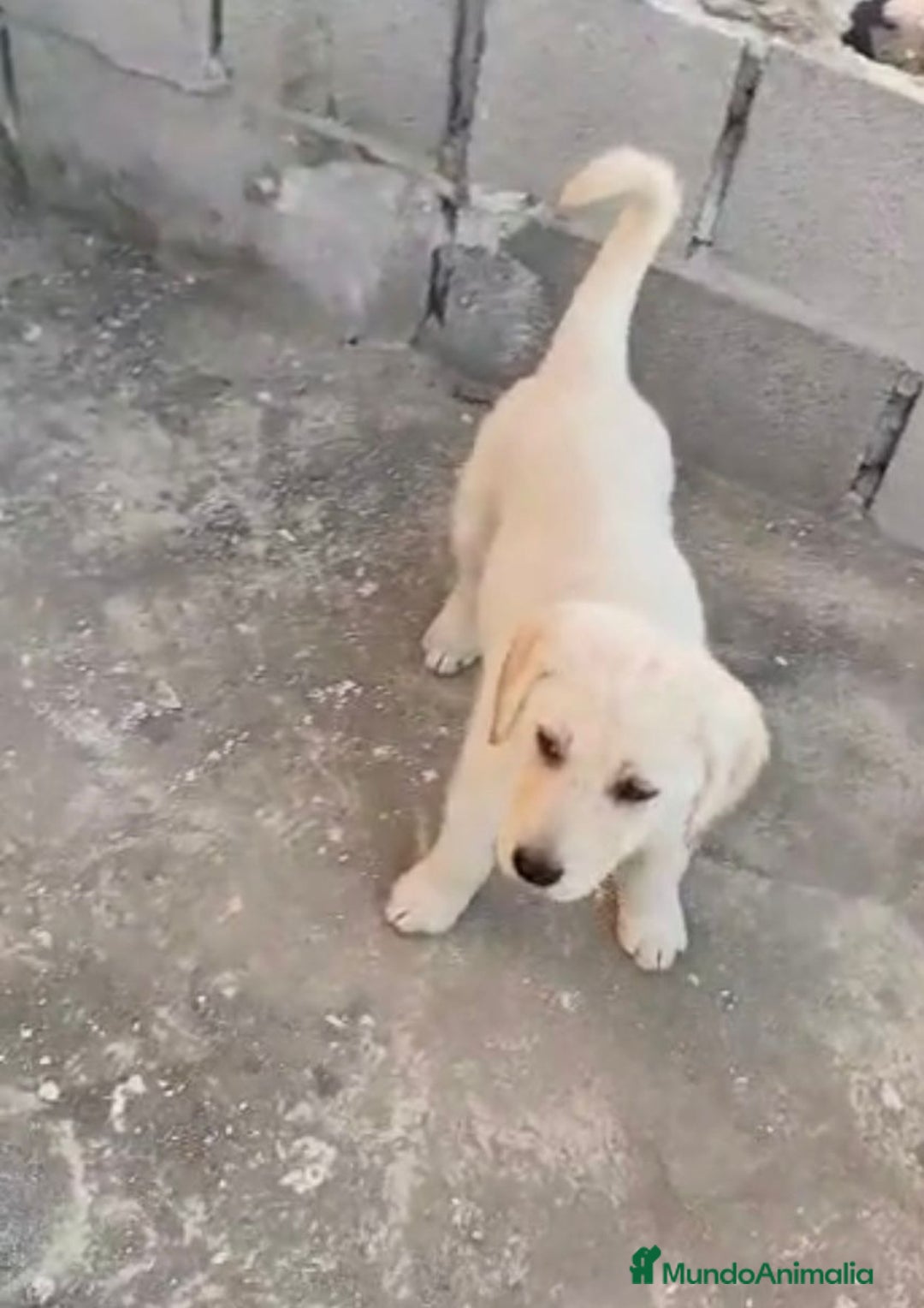 Labrador Retriever perros en venta: ULTIMOS LABRADOR RETRIEVER  - Imagen 1