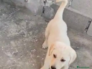 Labrador Retriever perros - Anuncio 1