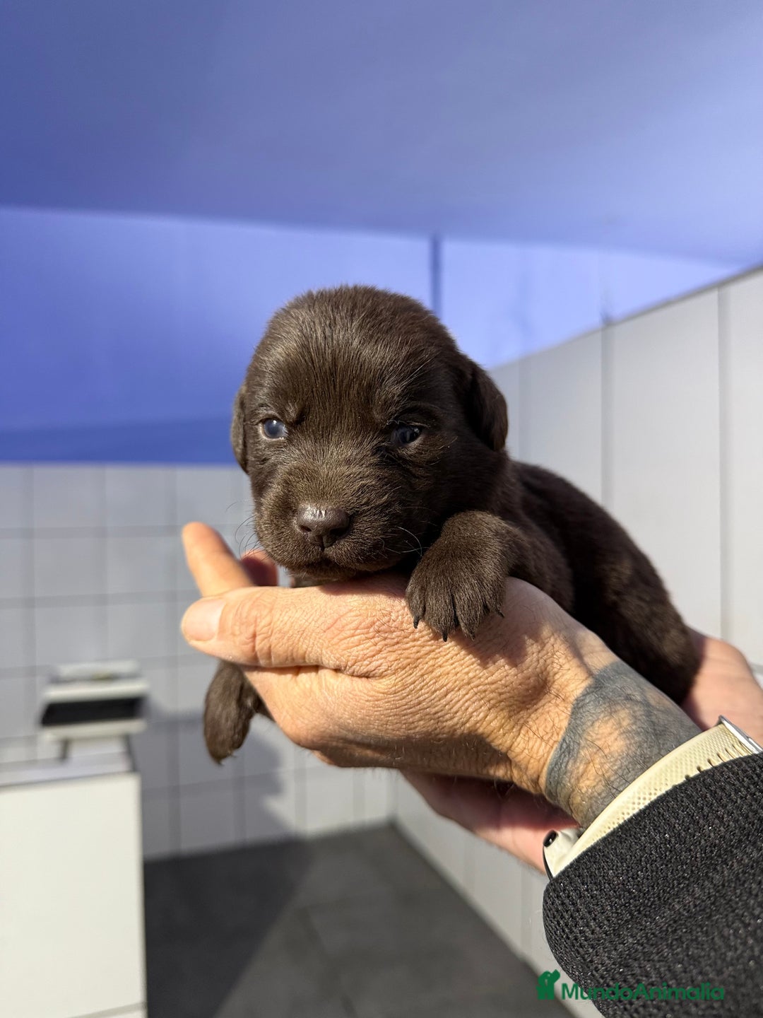 Labrador Retriever perros en venta: Camada labrador  - Anuncio 2