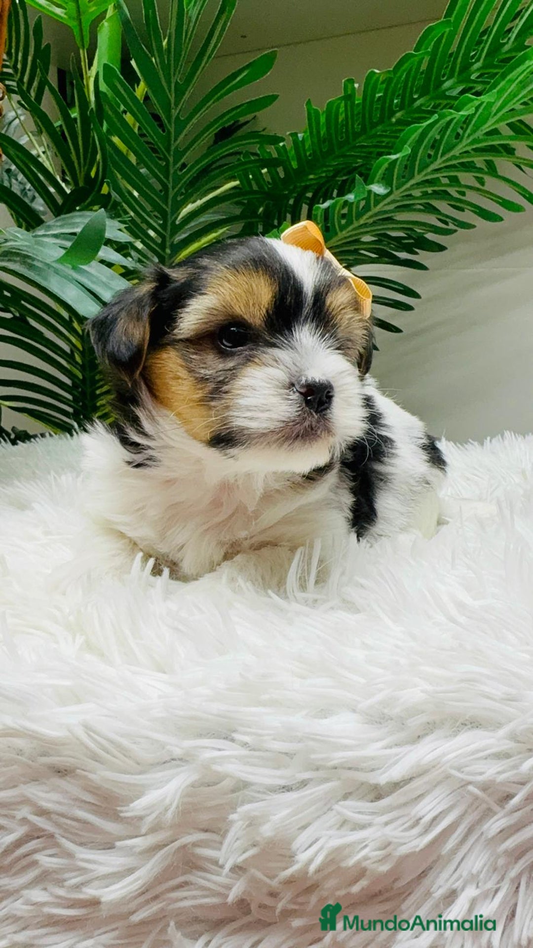Yorkshire Terrier perros en venta: YORKSHIRE BIEWER MACHO - Anuncio 7
