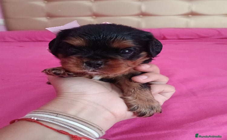 Cavalier King Charles Spaniel perros - Propaganda 3