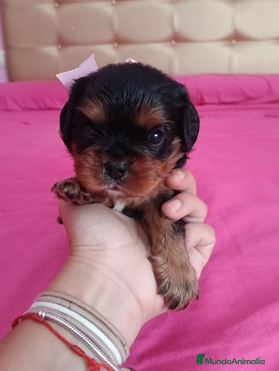 Cavalier King Charles Spaniel perros en venta: Cachorros Cavalier King Charles Spaniel  - Imagen 2