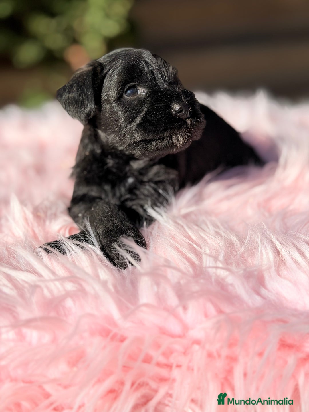Schnauzer Miniatura perros en venta: Schnauzer mini azabache   - Anuncio 1