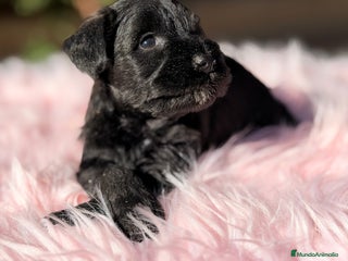 Schnauzer Miniatura perros Schnauzer mini azabache - Anuncio 1