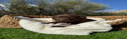 Labrador Retriever perros en venta: LABRADOR CHOCOLATE - Anuncio 2