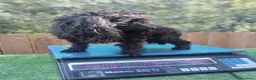 Caniche Toy perros en venta: Caniches toy negras - Anuncio 2