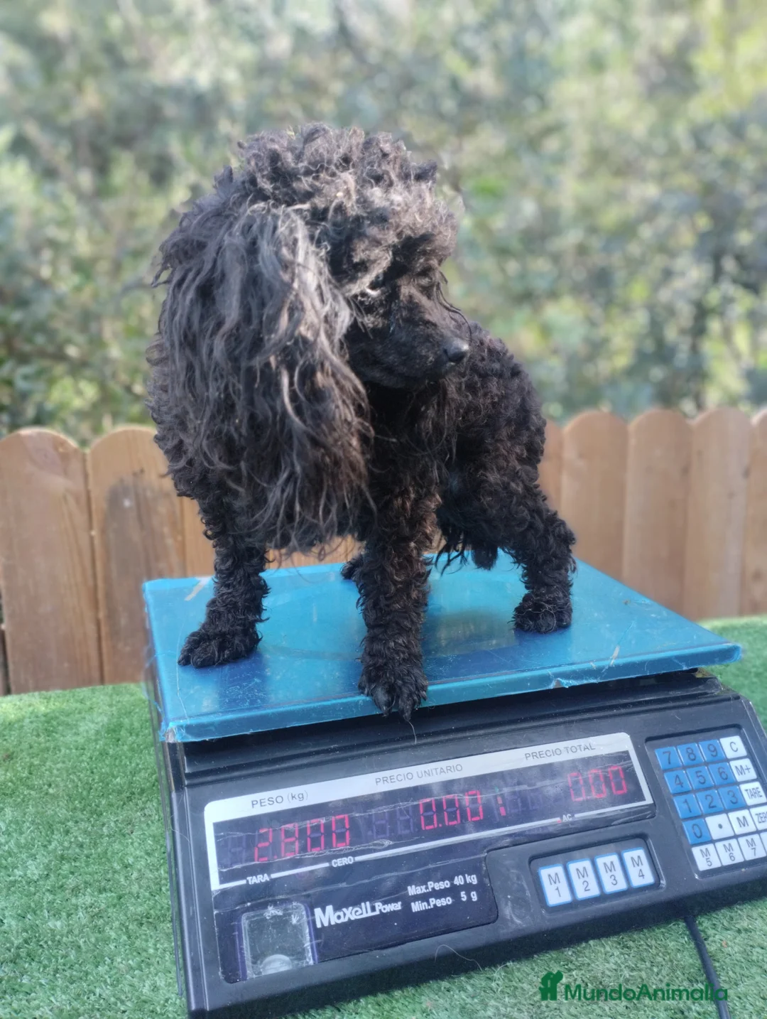 Caniche Toy perros en venta: Caniches toy negras - Anuncio 2