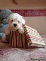 Bichón Maltés Cachorro 10