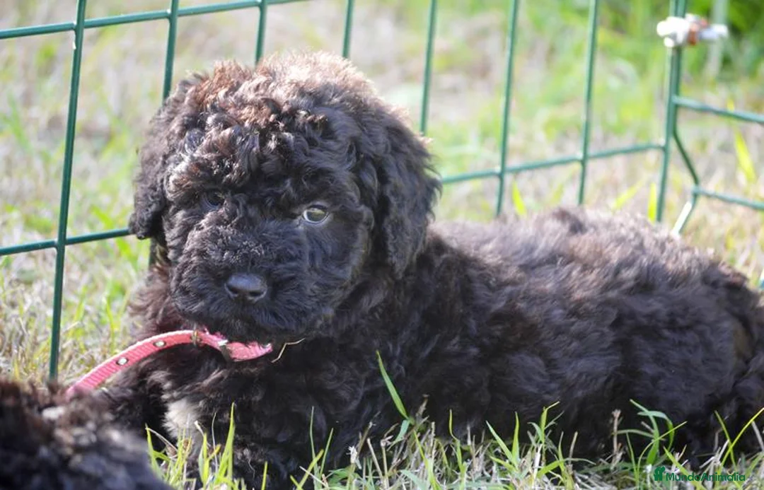 Perro de Agua Español perros en venta: CACHORRO PERRO DE AGUA ESPAÑOL  - Anuncio 7