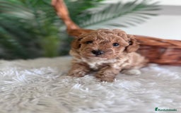 Caniche Toy perros en venta: CANICHE TOY MACHO - Imagen 1