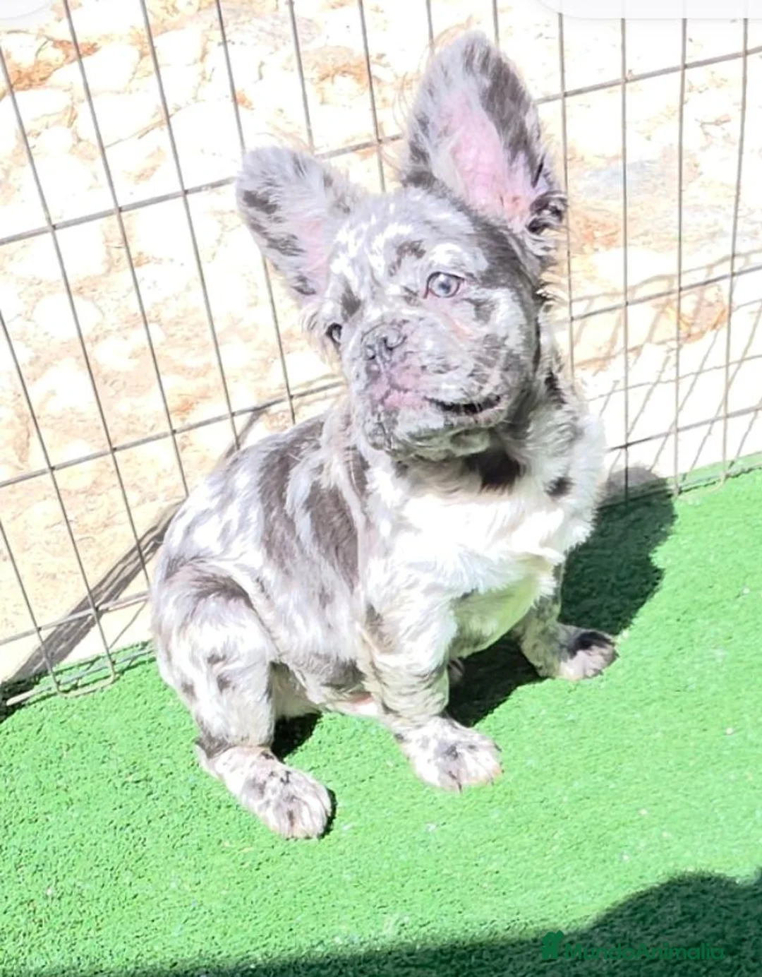 Bulldog Francés perros en venta: Bulldog francés  - Anuncio 2