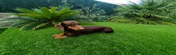 Teckel Miniatura perros en venta: Teckel miniatura  - Anuncio 3