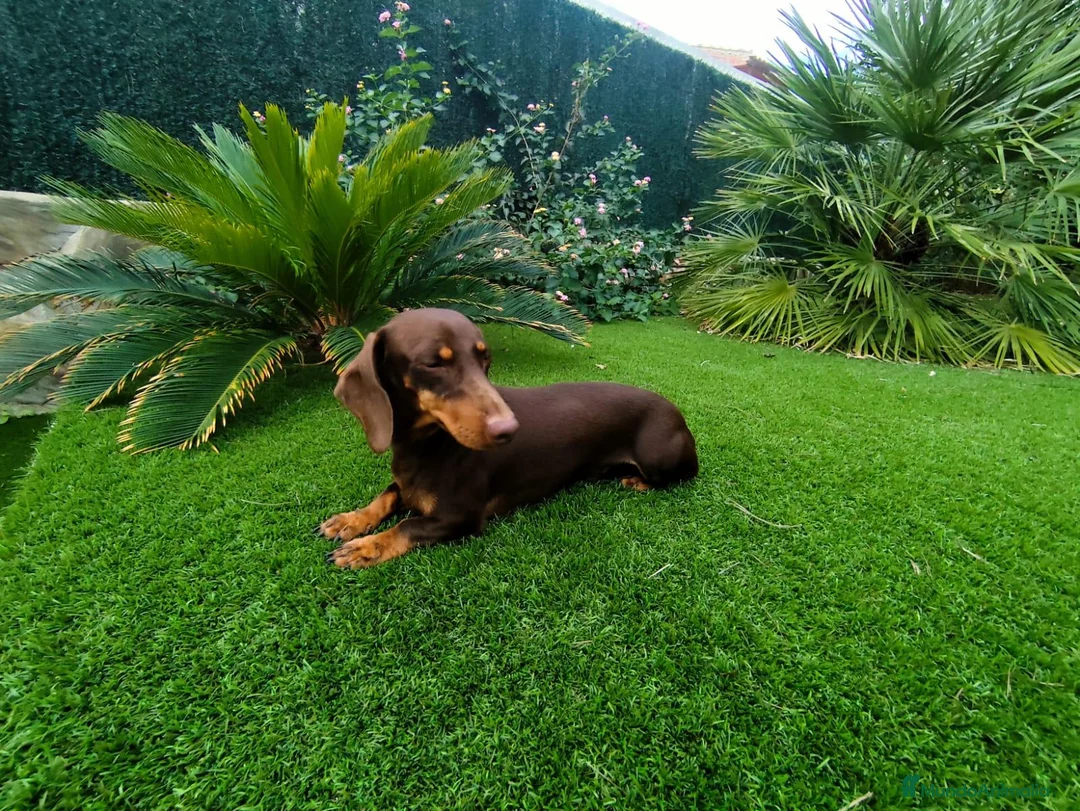 Teckel Miniatura perros en venta: Teckel miniatura  - Anuncio 3