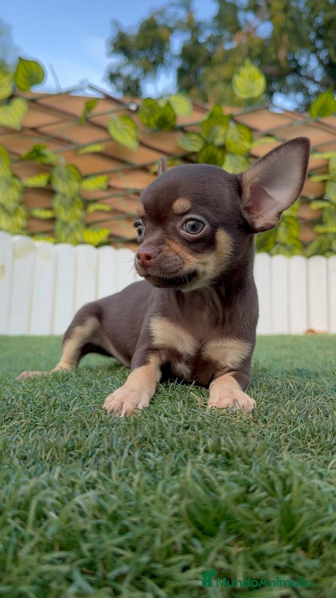 Chihuahua perros en venta: CHIHUAHUA MACHO - Imagen 23