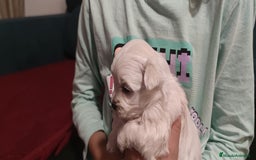 Bichón Maltés perros en venta: Bichón Maltés Toy  - Imagen 1