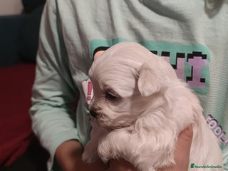 Bichón Maltés perros - Anuncio 29