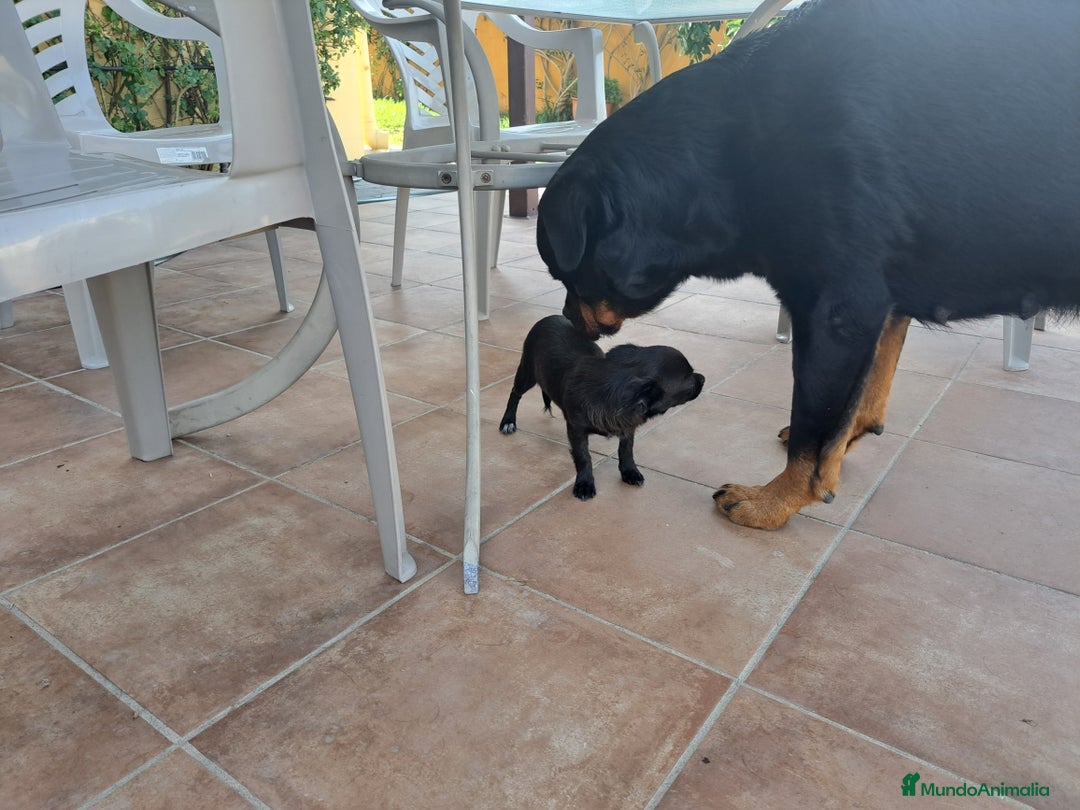 Chihuahua perros en venta: Chihuahua hembra  - Imagen 3